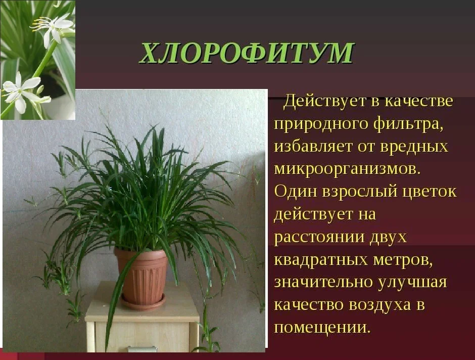 Растения фильтрующие воздух